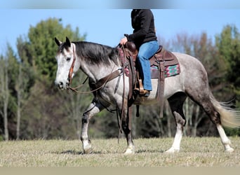 Koń pociągowy Mix, Wałach, 5 lat, 140 cm, Siwa