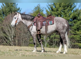 Koń pociągowy Mix, Wałach, 5 lat, 140 cm, Siwa