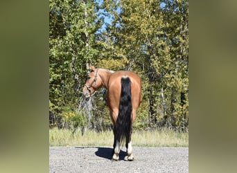 Koń pociągowy Mix, Wałach, 5 lat, 142 cm, Jelenia