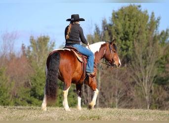 Koń pociągowy Mix, Wałach, 5 lat, 145 cm, Srokata