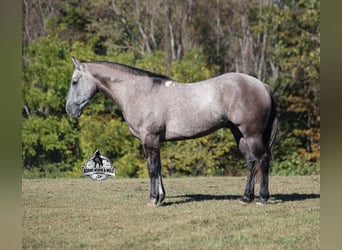 Koń pociągowy, Wałach, 5 lat, 152 cm, Siwa