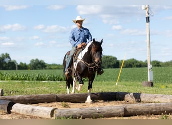 Koń pociągowy Mix, Wałach, 5 lat, 152 cm, Srokata