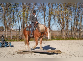 Koń pociągowy Mix, Wałach, 5 lat, 157 cm, Izabelowata
