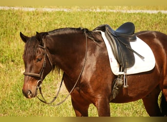 Koń pociągowy Mix, Wałach, 5 lat, 163 cm, Gniadodereszowata