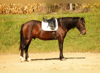 Koń pociągowy Mix, Wałach, 5 lat, 163 cm, Gniadodereszowata