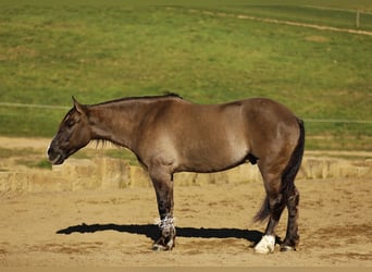 Koń pociągowy Mix, Wałach, 5 lat, 163 cm, Grullo
