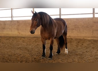 Koń pociągowy Mix, Wałach, 5 lat, 165 cm, Gniada