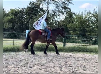 Koń pociągowy Mix, Wałach, 5 lat, 168 cm, Gniada