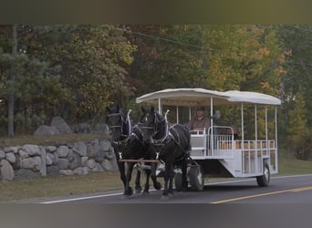 Koń pociągowy Mix, Wałach, 5 lat, 168 cm, Kara