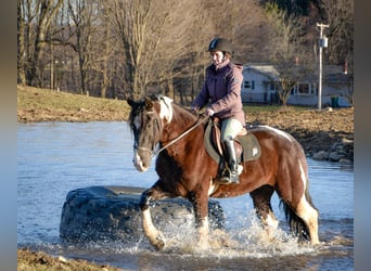 Koń pociągowy, Wałach, 5 lat, 170 cm, Tobiano wszelkich maści