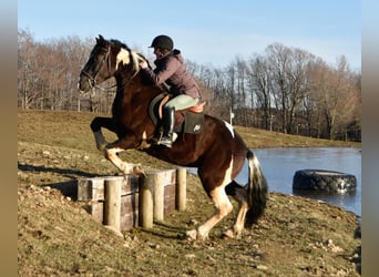Koń pociągowy, Wałach, 5 lat, 170 cm, Tobiano wszelkich maści