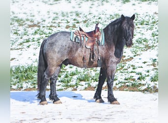 Koń pociągowy Mix, Wałach, 5 lat, 173 cm, Karodereszowata