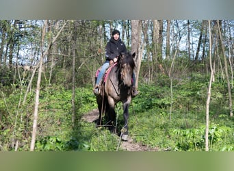 Koń pociągowy Mix, Wałach, 5 lat, Jelenia