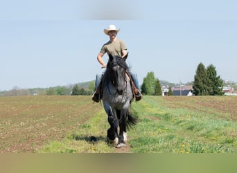 Koń pociągowy Mix, Wałach, 5 lat, Karodereszowata
