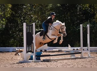 Koń pociągowy Mix, Wałach, 6 lat, 147 cm, Srokata