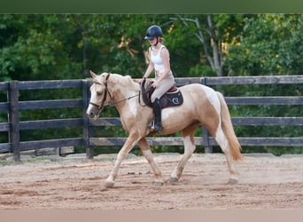 Koń pociągowy Mix, Wałach, 6 lat, 147 cm, Srokata