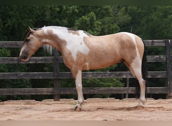 Koń pociągowy Mix, Wałach, 6 lat, 152 cm, Srokata