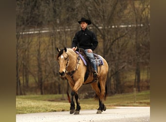 Koń pociągowy Mix, Wałach, 6 lat, 155 cm, Jelenia