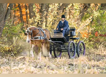 Koń pociągowy Mix, Wałach, 6 lat, 157 cm, Izabelowata