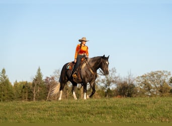 Koń pociągowy Mix, Wałach, 6 lat, 157 cm, Siwa