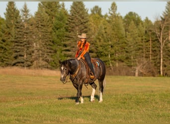 Koń pociągowy Mix, Wałach, 6 lat, 157 cm, Siwa