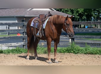 Koń pociągowy Mix, Wałach, 6 lat, 163 cm, Cisawa