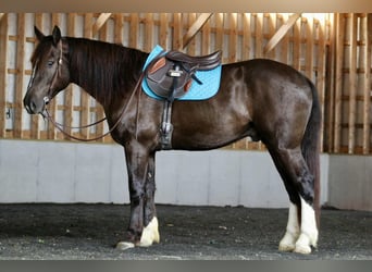 Koń pociągowy Mix, Wałach, 6 lat, 163 cm, Gniada