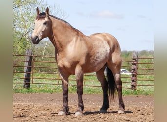 Koń pociągowy Mix, Wałach, 6 lat, 163 cm, Jelenia