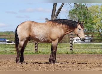 Koń pociągowy Mix, Wałach, 6 lat, 163 cm, Jelenia