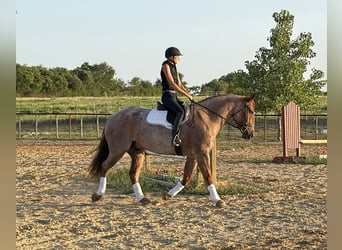 Koń pociągowy Mix, Wałach, 6 lat, 163 cm, Kasztanowatodereszowata
