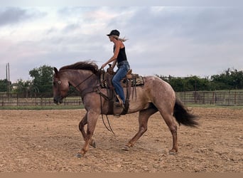 Koń pociągowy Mix, Wałach, 6 lat, 163 cm, Kasztanowatodereszowata