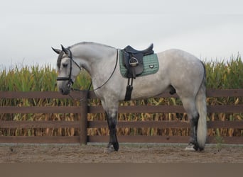 Koń pociągowy Mix, Wałach, 6 lat, 163 cm, Siwa