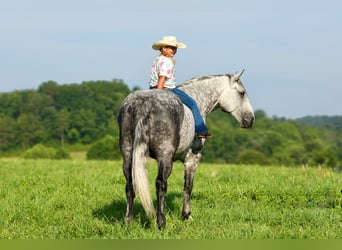 Koń pociągowy Mix, Wałach, 6 lat, 165 cm, Siwa jabłkowita