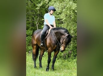 Koń pociągowy, Wałach, 6 lat, 168 cm, Gniada