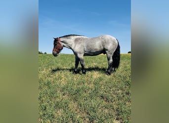 Koń pociągowy Mix, Wałach, 6 lat, 173 cm, Karodereszowata