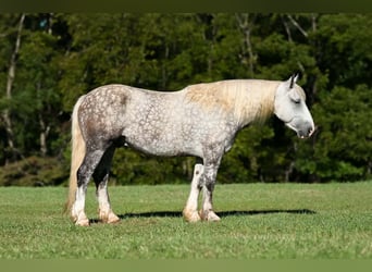 Koń pociągowy Mix, Wałach, 6 lat, 173 cm, Siwa jabłkowita