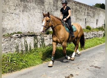 Koń pociągowy, Wałach, 6 lat, 175 cm, Ciemnokasztanowata