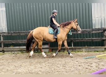 Koń pociągowy, Wałach, 6 lat, 175 cm, Ciemnokasztanowata