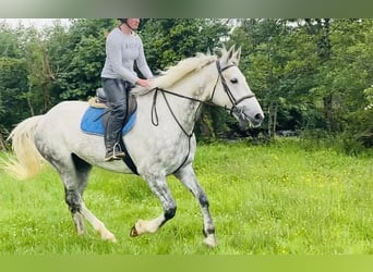 Koń pociągowy, Wałach, 6 lat, 175 cm, Siwa