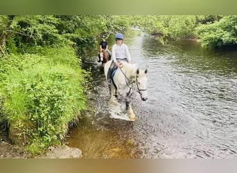 Koń pociągowy, Wałach, 6 lat, 175 cm, Siwa