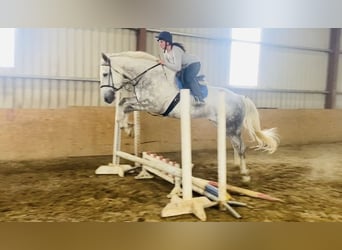 Koń pociągowy, Wałach, 6 lat, 175 cm, Siwa