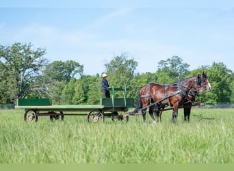 Koń pociągowy Mix, Wałach, 6 lat, Gniada
