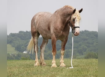 Koń pociągowy Mix, Wałach, 6 lat, Kasztanowatodereszowata