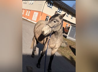 Koń pociągowy, Wałach, 7 lat, 150 cm