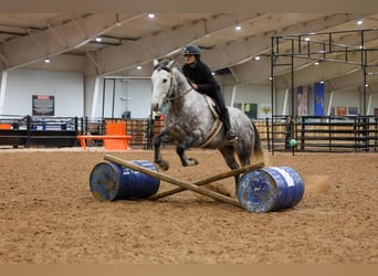 Koń pociągowy Mix, Wałach, 7 lat, 152 cm, Siwa