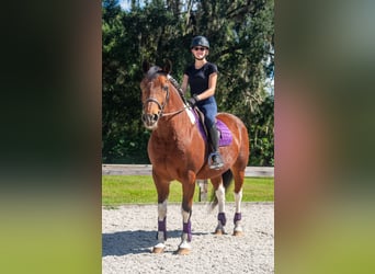 Koń pociągowy, Wałach, 7 lat, 152 cm, Srokata