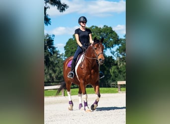 Koń pociągowy, Wałach, 7 lat, 152 cm, Srokata