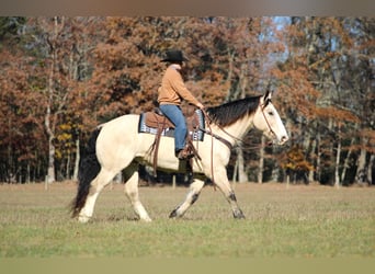 Koń pociągowy Mix, Wałach, 7 lat, 157 cm, Jelenia