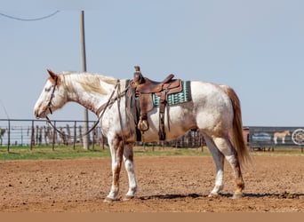 Koń pociągowy Mix, Wałach, 7 lat, 160 cm, Cisawa