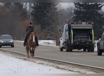 Koń pociągowy Mix, Wałach, 7 lat, 160 cm, Kasztanowatodereszowata